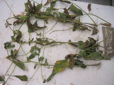 Soybean leaves