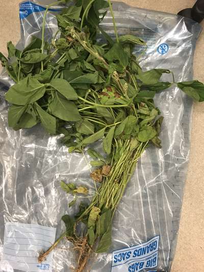 Soybean plant