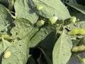 Close-up photo of multiple green stink bugs throughout pile of leaves