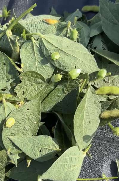 Close-up photo of multiple green stink bugs throughout pile of leaves
