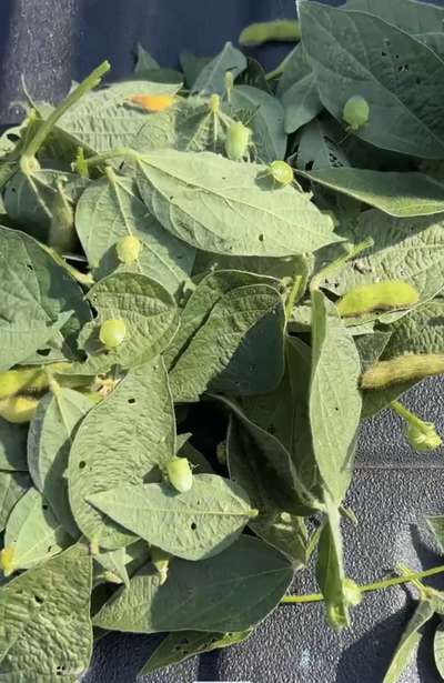 Close-up photo of multiple green stink bugs throughout pile of leaves