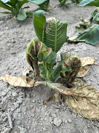 wilting and browning tobacco plant in the field