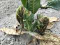 wilting and browning tobacco plant in the field