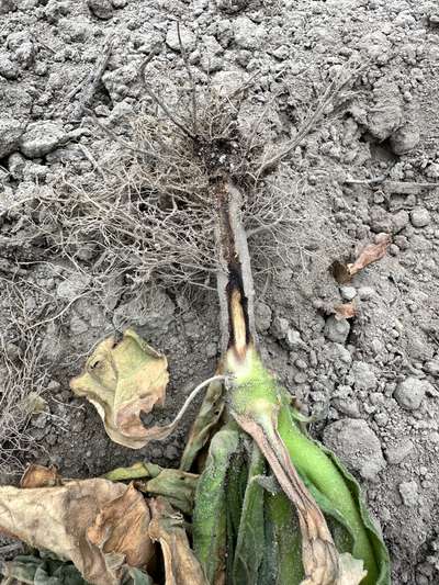 Tobacco stem with a section cut off showing blackening of the pyth.