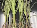 Corn sample as received by the clinic