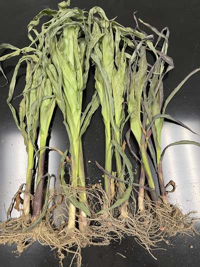 Corn sample as received by the clinic