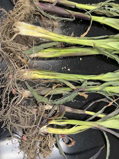 Corn stalks split in half