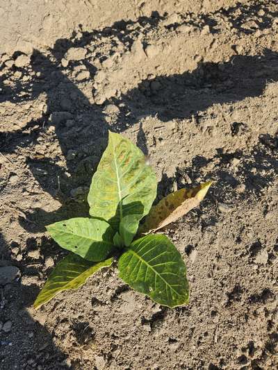 Tobacco plant in the field affected by TMV