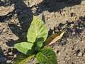 Tobacco plant in the field affected by TMV