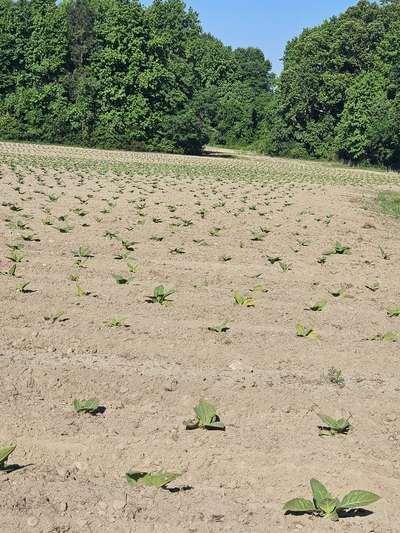 Field affected by  TMV