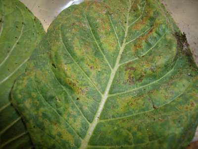 Close-up of a tobacco leaf with TMV