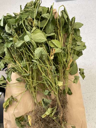 Soybean plants with some brown leaves