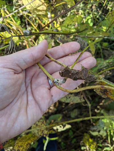 Soybean plant