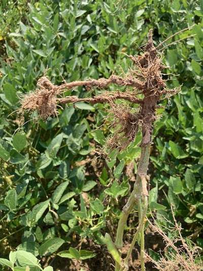 Soybean root system