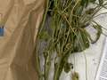 Soybean sample as it was received by clinic