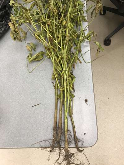 Soybean plant