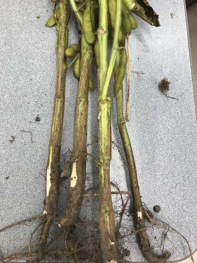 Soybean stems