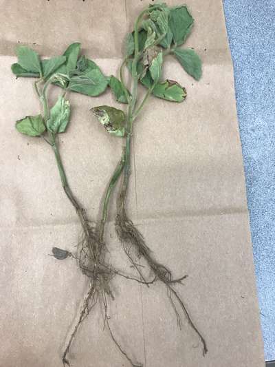 Soybean stems