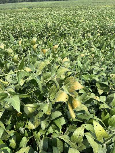 Broad photo of a soybean field showing leaves with bronzing