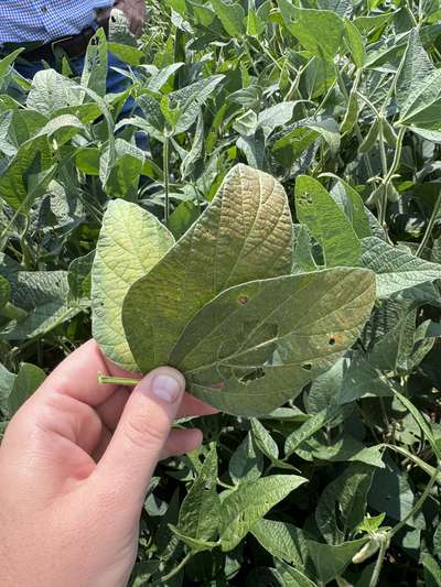 Up-close photo of soybean leaves with purple bronzing